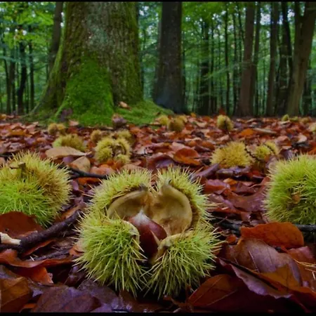 Giardino Ξενοδοχείο με διαμερίσματα
