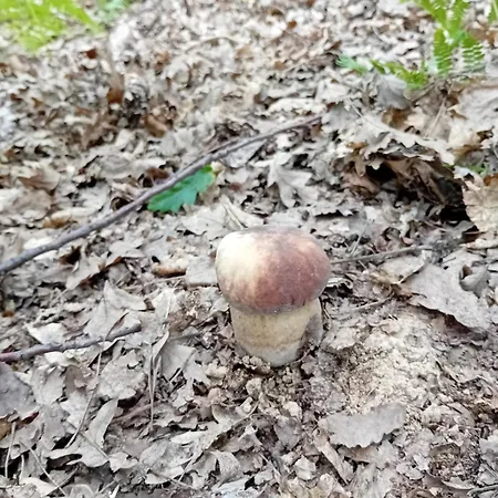 Ξενοδοχείο με διαμερίσματα Giardino 3*