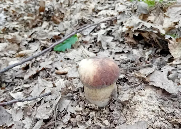 Lägenhetshotell Giardino 3*